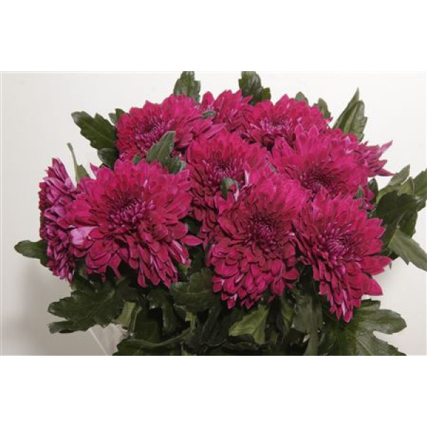 Chrysanthemums G Pip Purple 70cm  Col-Purple