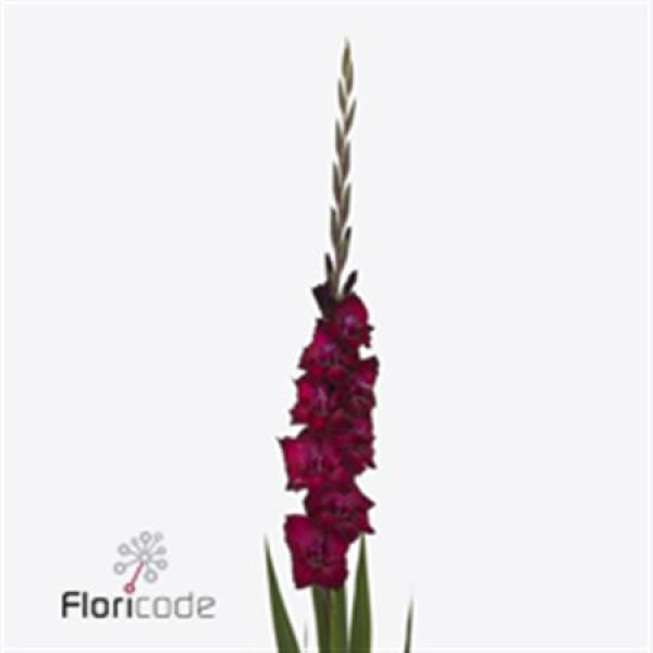 Gladioly Gr Back Star 105 cm A1