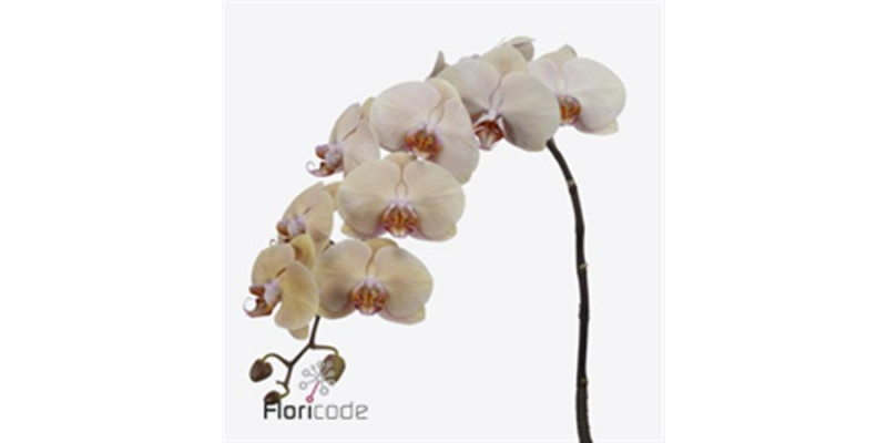 Phal. Royal Peach X25 45cm A1