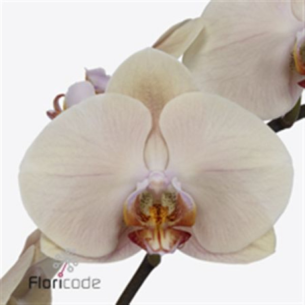 Phal. Royal Peach X45 80cm A1