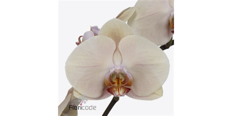 Phal. Royal Peach X45 80cm A1