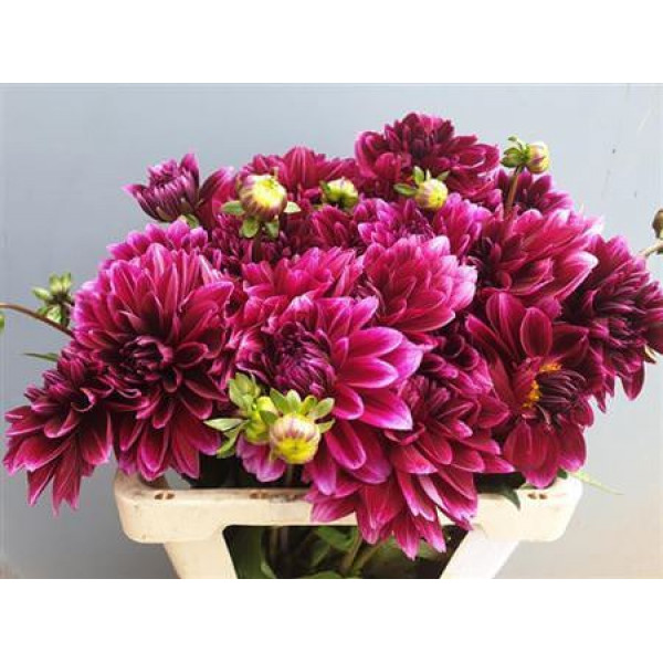 Dahlia Dec Darel 60cm A1