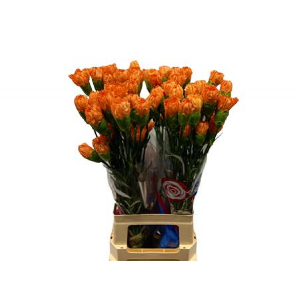 Dianthus St Orange Hermes 70cm  Col-Orange