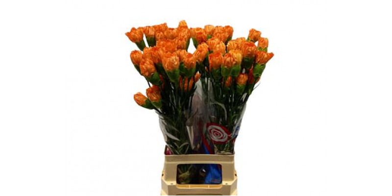 Dianthus St Orange Hermes 70cm  Col-Orange