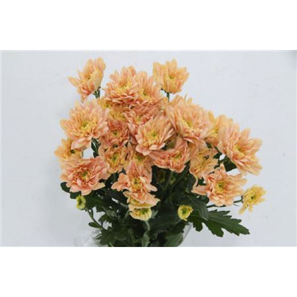 Chrysanthemums T Baltica Salmon 70cm A1 (Valentine Pre Order)