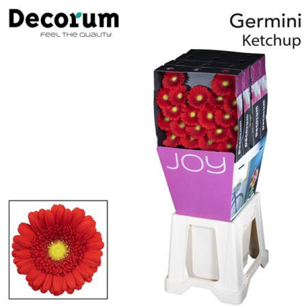 Germini Ketchup Diamond 47cm A1 (Valentine Pre Order)