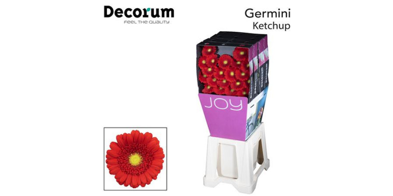 Germini Ketchup Emmer X80 Met Hoes 50cm A1 (Valentine Pre Order)