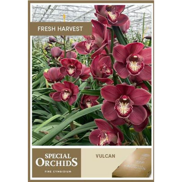 Orchid Cymb T Vulcan 80cm A1