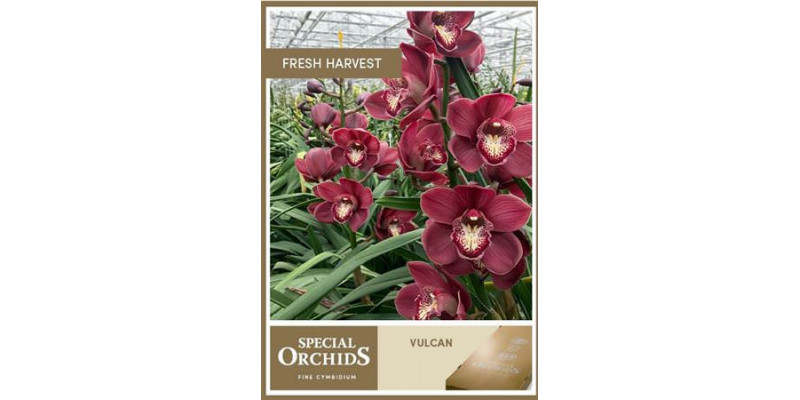 Orchid Cymb T Vulcan 80cm A1