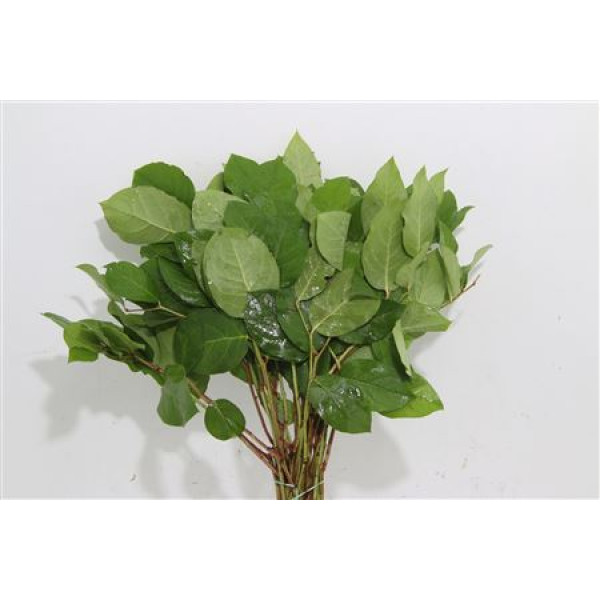Salal Mini 45 cm 