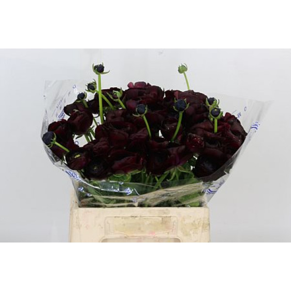 Ranunculus Su Nerone 40cm A1