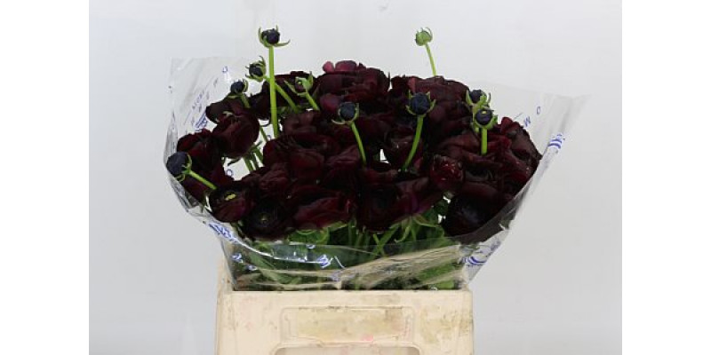 Ranunculus Su Nerone 40cm A1