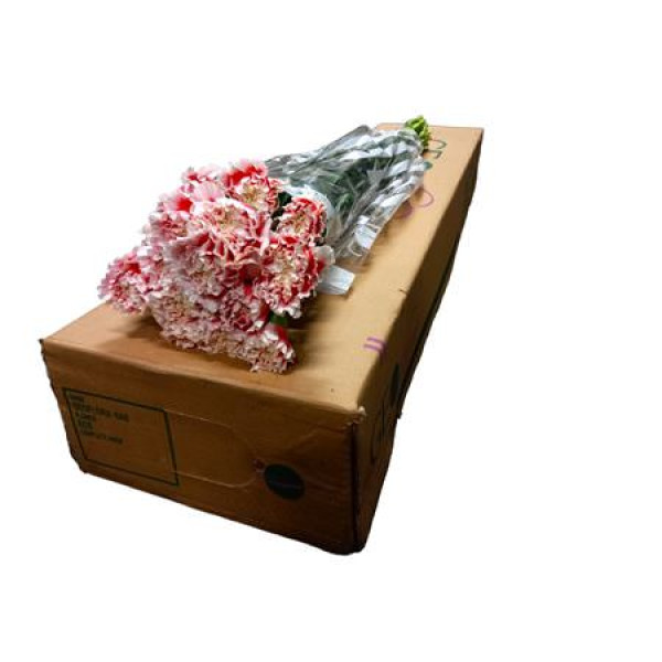 Dianthus St Moontea 70cm A1