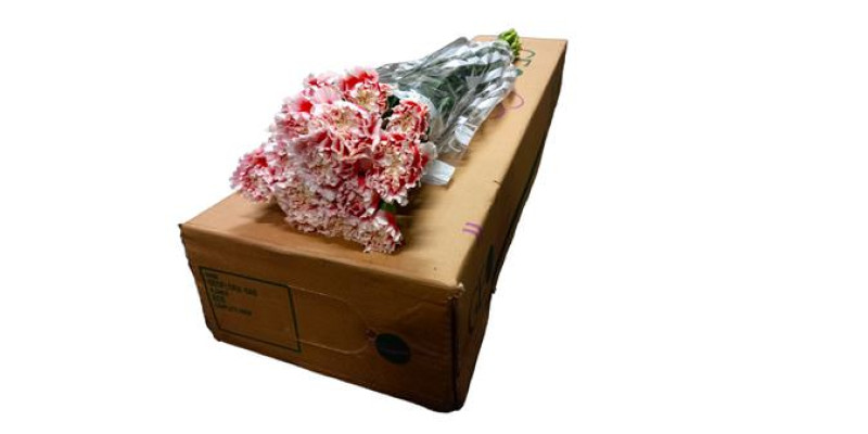 Dianthus St Moontea 70cm A1