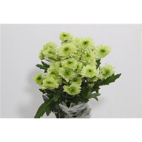 Chrysanthemums T Avocado  Col-Green