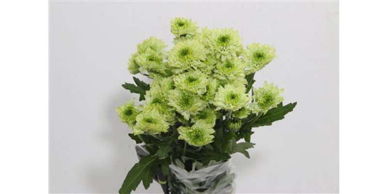 Chrysanthemums T Avocado 70cm A1 Col-Green