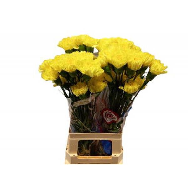 Dianthus St Hermes Yellow 65cm A1 Col-Yellow