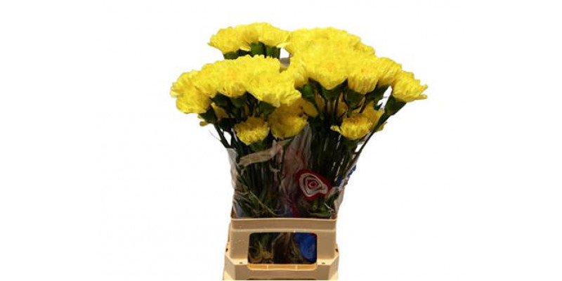 Dianthus St Hermes Yellow 65cm A1 Col-Yellow