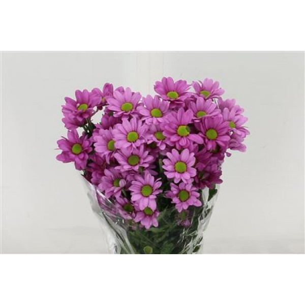 Chrysanthemums T Memphis Pink 65cm A1 Col-Pink