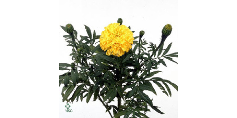 Tag E Promise Yellow 50 cm A1