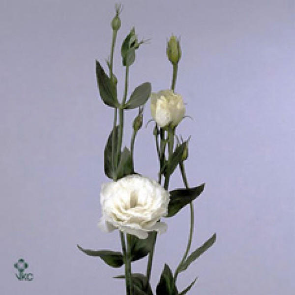 Lisianthus G Danny Wit Dub 0 A1Brown