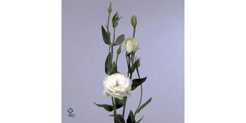 Lisianthus G Danny Wit Dub 0 A1Brown