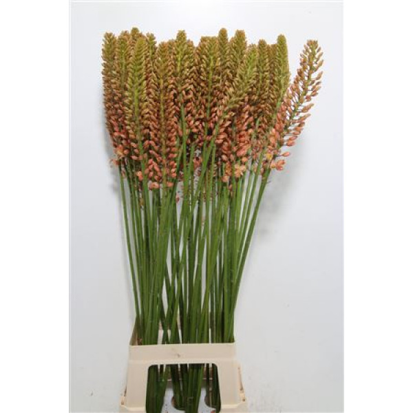 Eremurus Cleopatra 120cm A1 Col-Orange