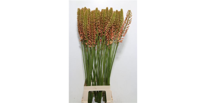 Eremurus Cleopatra 120cm A1 Col-Orange