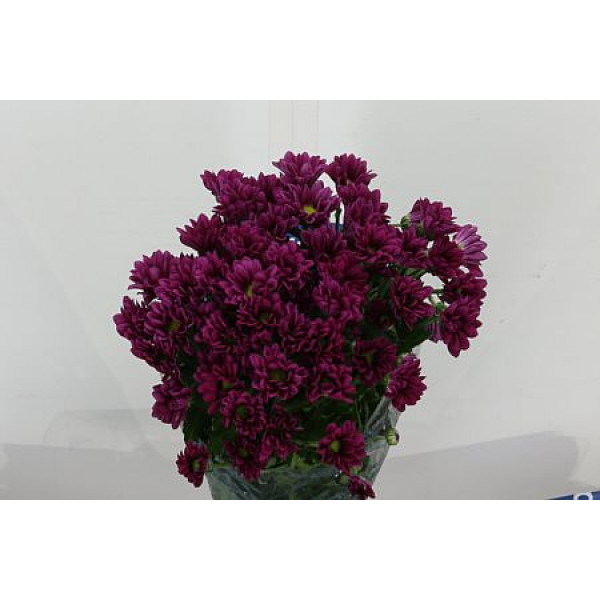 Chrysanthemums T Purple Star 70cm A1 Col-Dark Purple