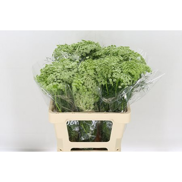 Ammi Visnaga 60cm A1 Col-White