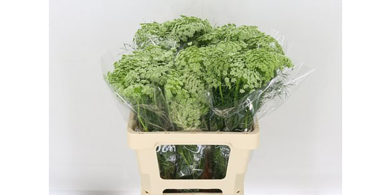 Ammi Visnaga 60cm A1 Col-White