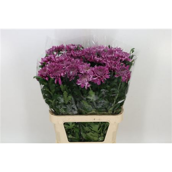 Chrysanthemums G Hornbill Dark Extra 80cm A1