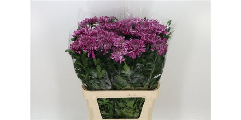 Chrysanthemums G Hornbill Dark Extra 80cm A1