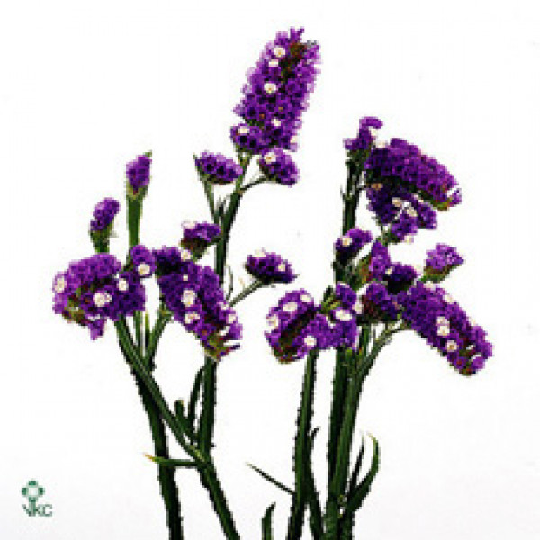 Limonium S Velvet Wings 75 A1Blue