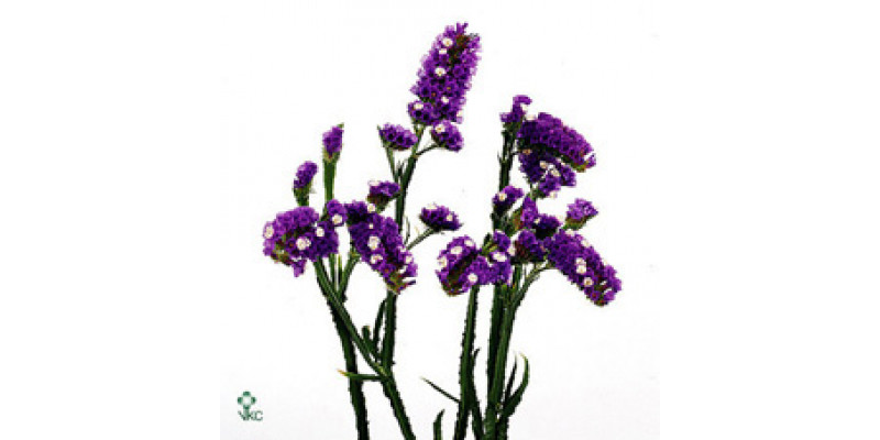 Limonium S Velvet Wings 75 A1Blue