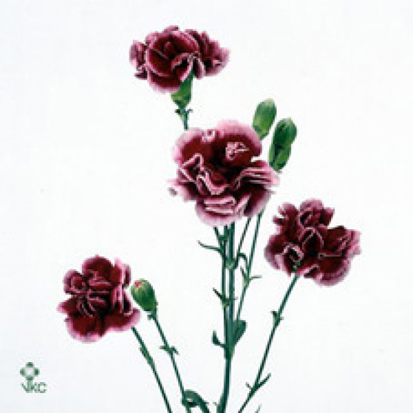 Dianthus Tr Berry 60cm  Col-Burgundy