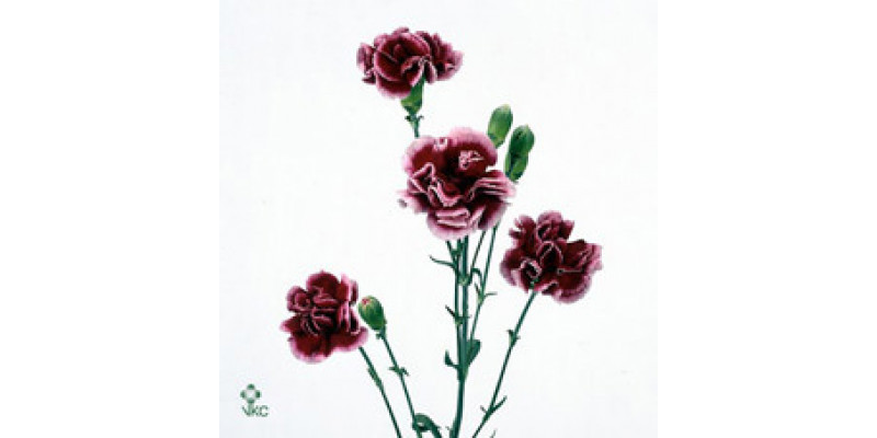 Dianthus Tr Berry 60cm  Col-Burgundy