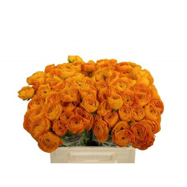 Ranunculus Kl Oranje Xl 40 A1Yellow Orange