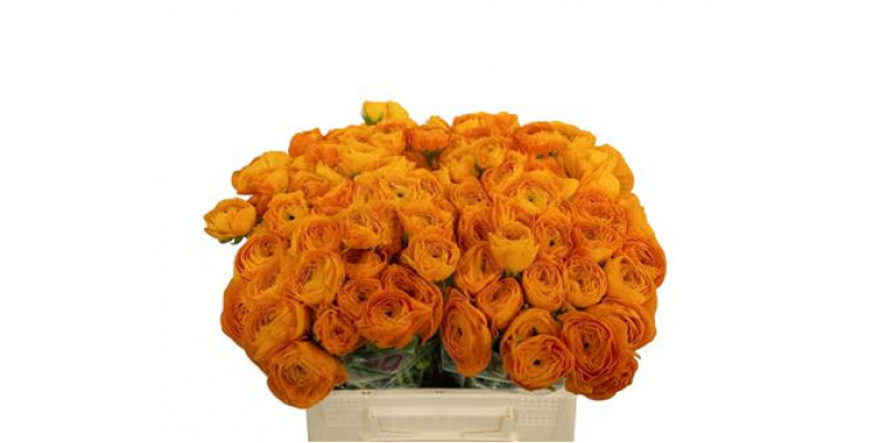 Ranunculus Kl Oranje Xl 40 A1Yellow Orange