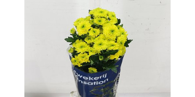 Chrysanthemums T Jamaica 70cm A1