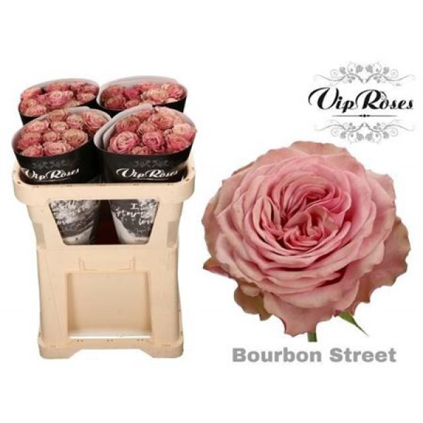 Rose Gr Vip Bourbon Street 70cm A1