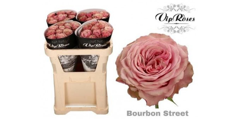 Rose Gr Vip Bourbon Street 70cm A1