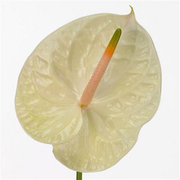 Anthurium Champagne X20 20 Col-Cream