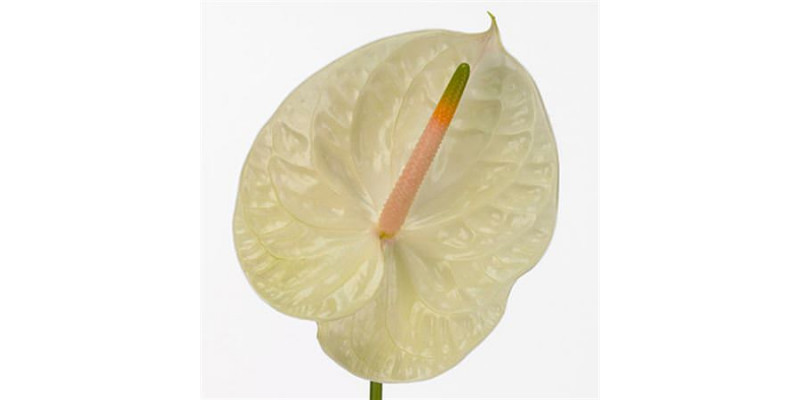 Anthurium Champagne X20 20 Col-Cream