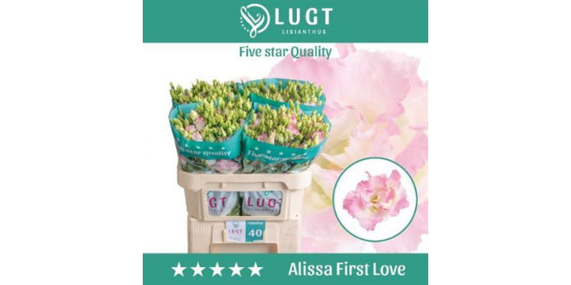 Lisianthus G Alissa Fi Love 72cm A1