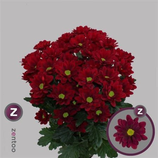 Chrysanthemums T Mexicano 70cm A1 Col-Red