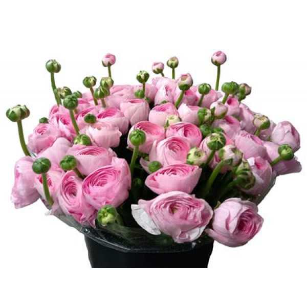 Ranunculus Kl Su Lady 40 A1Pink