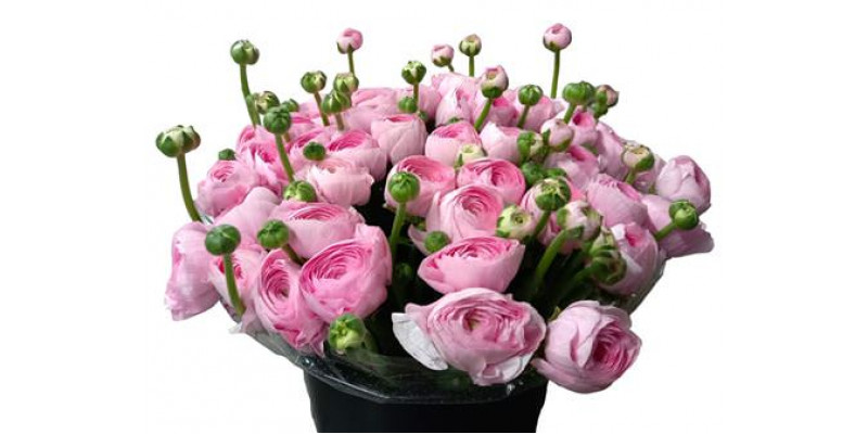 Ranunculus Kl Lady Xl 40 A1Pink