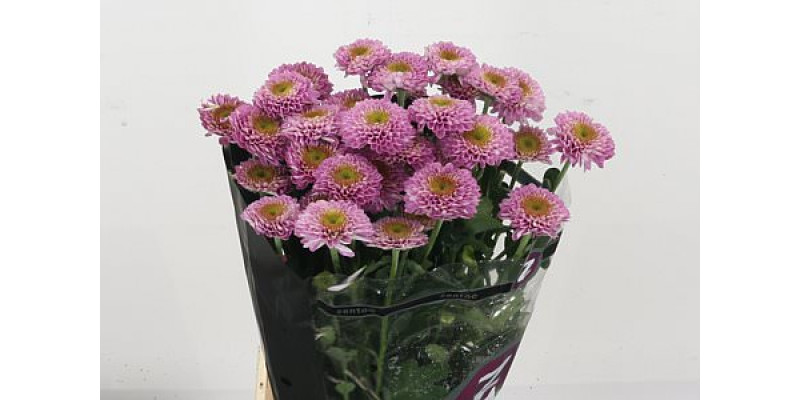 Chrysanthemums T Souvenir 70cm A1 Col-Pink