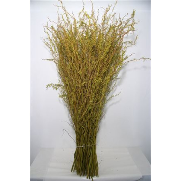 Salix Caradoc Geel 130 cm A1